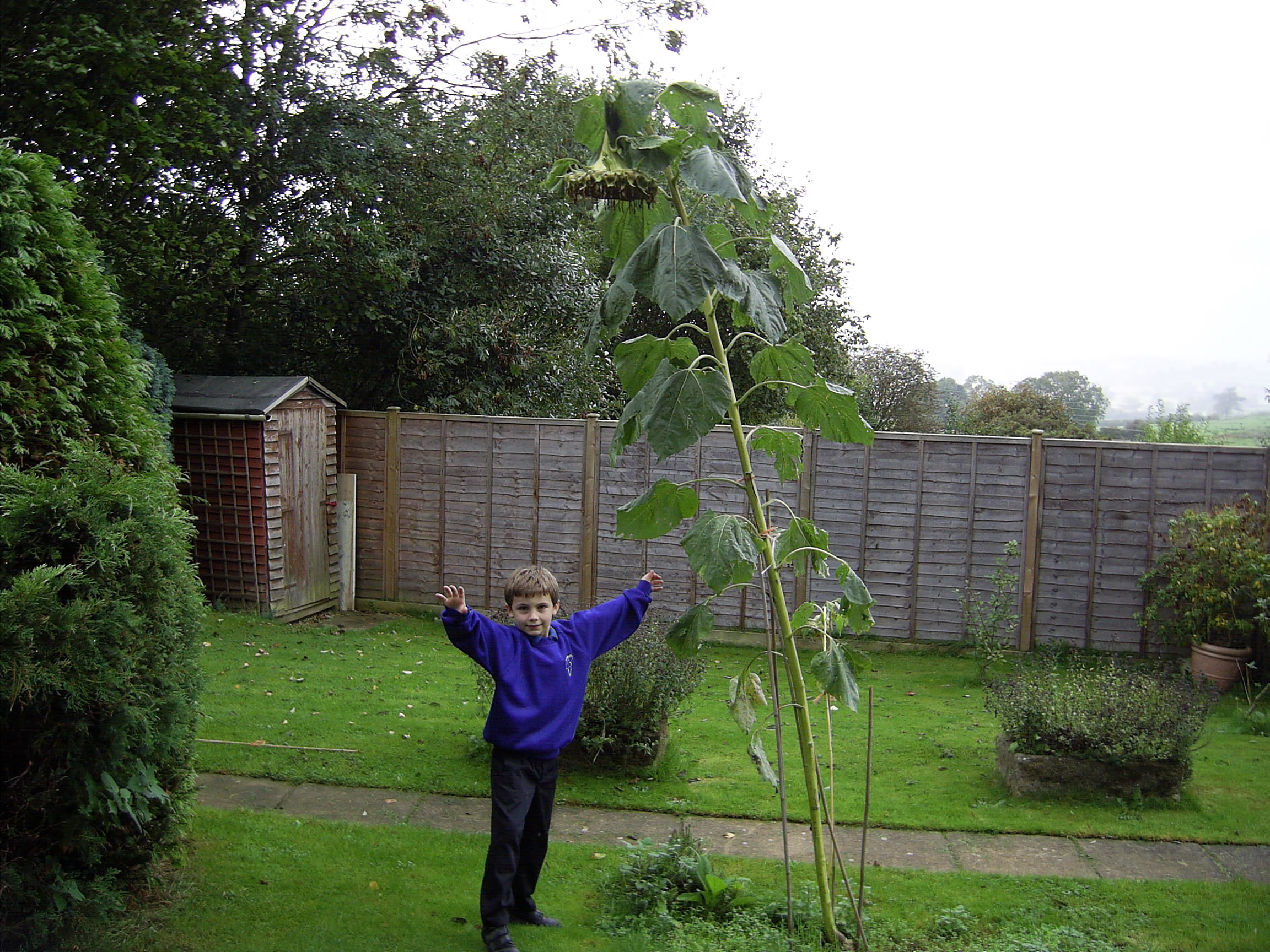 Giant Sunflower/Me as The Doctor